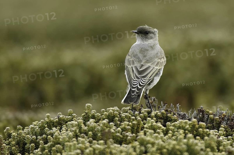 Dark-faced Ground Tyrant (Muscisaxicola maclovianus), Falkland Islands