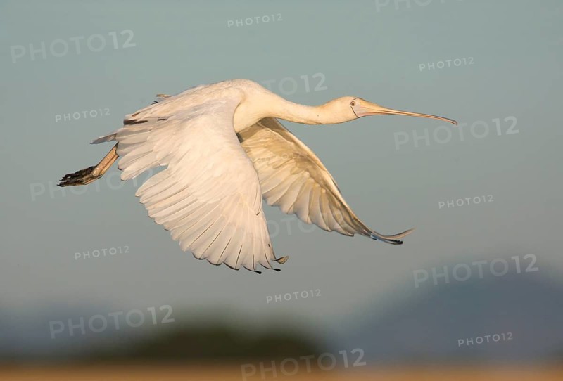 Yellow-billed Spoonbill (Platalea flavipes) flying, Victoria, Australia