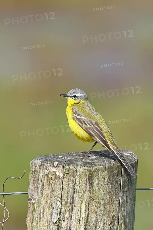 Yellow wagtail (Motacilla flava), on a pasture fence post, Dümmer, Lake Dümmer, Ochsenmoor, Hüde, Lower Saxony, Germany