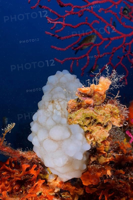 White warty scabbard (Phallusia mammillata)