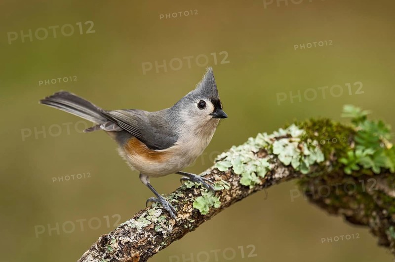 Tufted Titmouse (Baeolophus bicolor) perchen on an old lichen branch, Texas, USA
