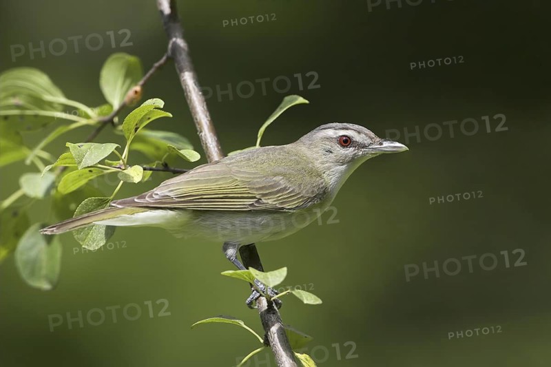 Red-eyed Vireo (Vireo olivaceus), Ontario, Canada