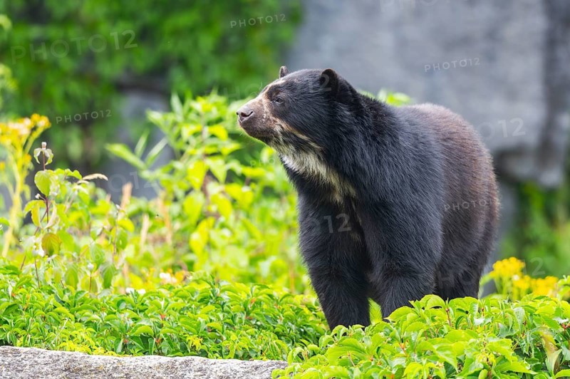 American black bear (Ursus americanus), standing on a rock, captive, Zoo Augsburg, Bavaria, Germany