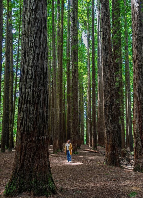 Woman strolls among towering redwoods in a forest in the Great Ocean Road, Australia. Sunlight filters through the leaves, casting a soft glow on the ground, creating a peaceful, natural atmosphere