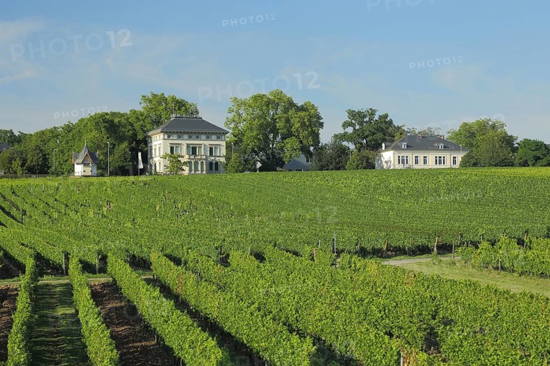 Vineyards with daubhäuschen, art collection Burgeff Villa art museum, building, vineyard houses, wine-growing region, idyll, Hochheim am Main, Taunus, Hesse, Germany