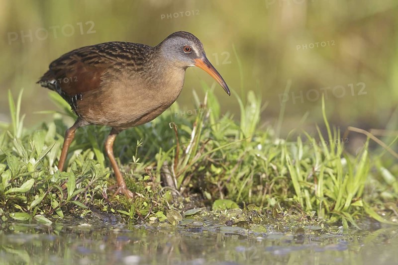 Virginia Rail (Rallus limicola), Ontario, Canada