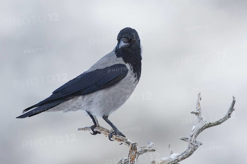 Hooded Crow (Corvus cornix), Norway