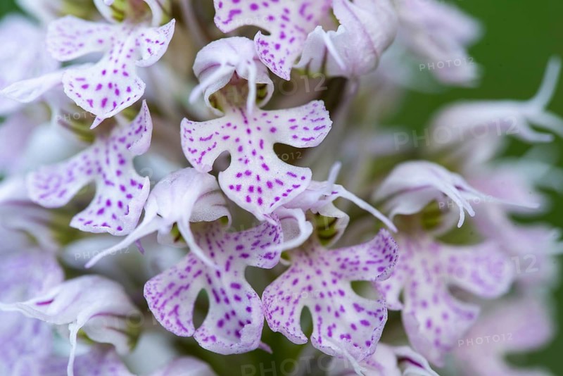 Detailed macro shot of Orchis Conica flowers showcasing the intricate patterns and vibrant purple speckles on a soft, white backdrop
