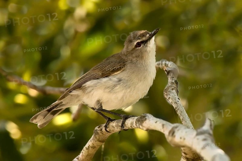 Mangrove Gerygone (Gerygone levigaster cantator), Queensland, Australia