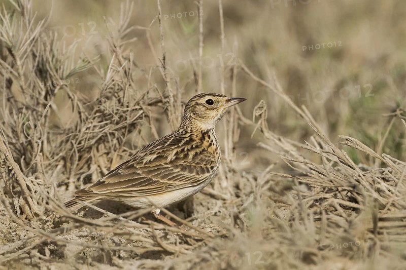 Oriental Skylark (Alauda gulgula), Oman