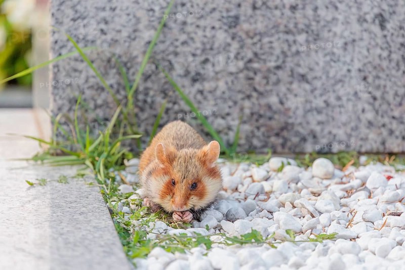 A European hamster (Cricetus cricetus) forages for food on a grave. Vienna, Austria