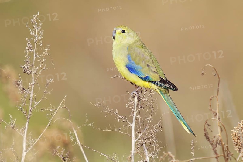 Blue-winged Parrot (Neophema chrysostoma) juvenile, Victoria, Australia