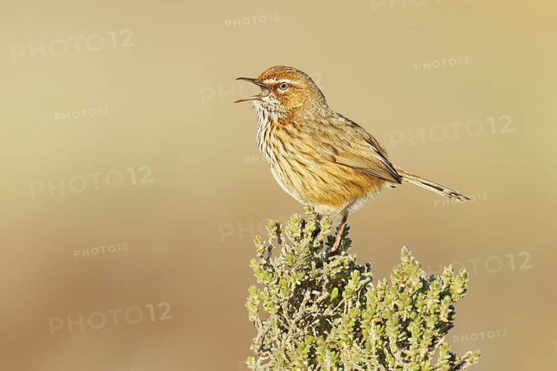 Rufous Fieldwren (Calamanthus campestris winiam) singing, Victoria, Australia