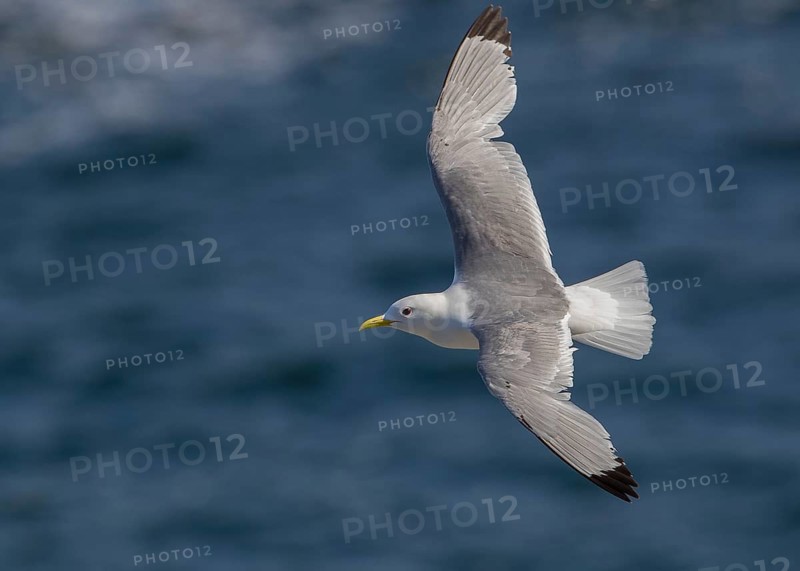 Black-legged Kittiwake (Rissa tridactyla) flying, Scotland, United Kingdom