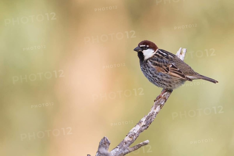 Spanish Sparrow - Weidensperling - Passer hispaniolensis ssp. hispaniolensis, adult male, Morocco
