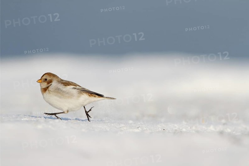 Snow Bunting (Plectrophenax nivalis), Utrecht, Netherlands