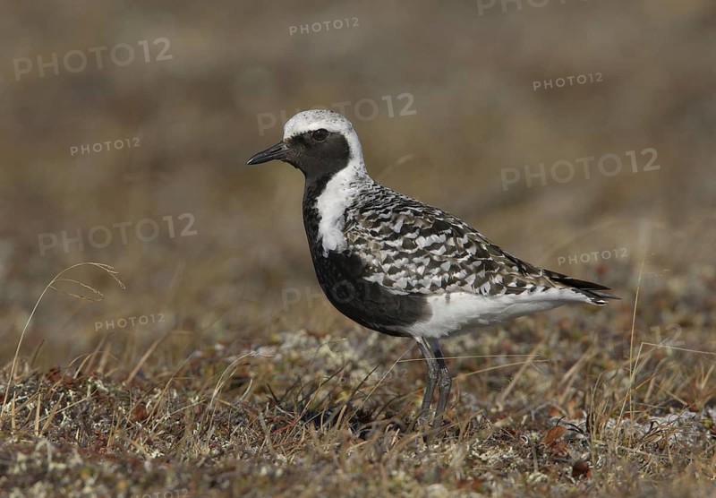 Grey Plover (Pluvialis squatarola), Alaska, USA