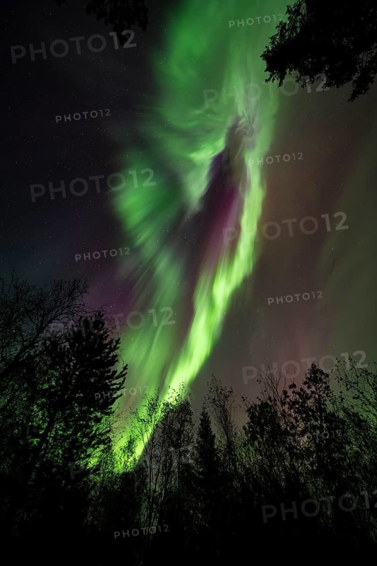 Intense Northern Lights (Aurora borealis) Corona, above trees, Gällivare, Norrbotten, Lapland, Sweden, September 2023