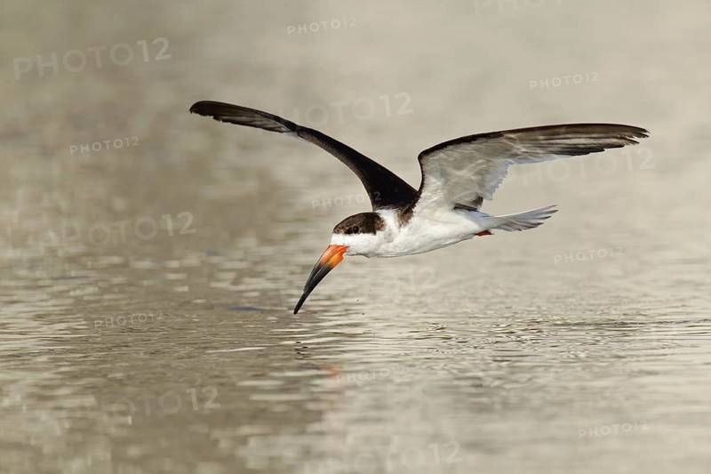 Black Skimmer (Rynchops niger) flying, Florida, USA