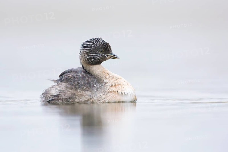 Hoary-headed Grebe (Poliocephalus poliocephalus), Victoria, Australia