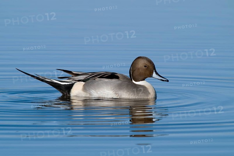 A male Northern Pintail floating on clear blue water at Colusa National Wildlife Refuge California