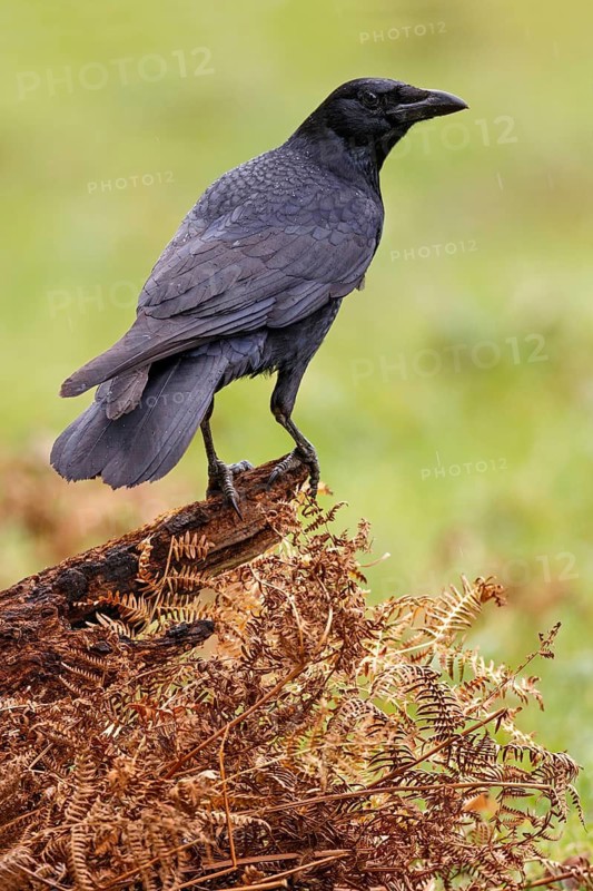 Carrion Crow (Corvus corone), Asturias, Spain