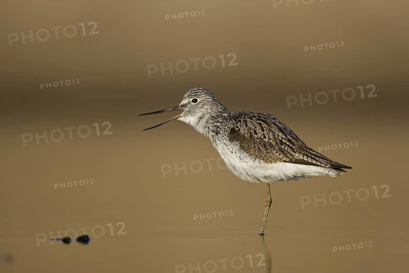 Common Greenshank (Tringa nebularia), North Rhine-Westphalia, Germany