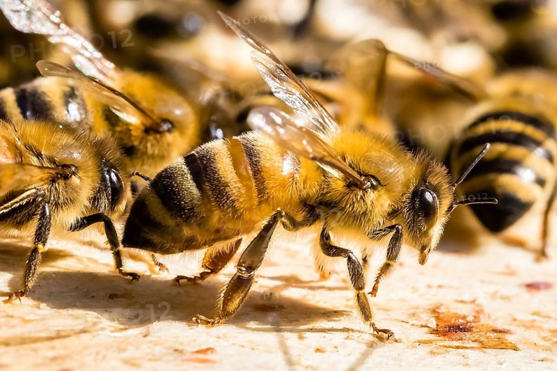 Honeybees (Apis), Beehive, Lower Saxony, Federal Republic of Germany