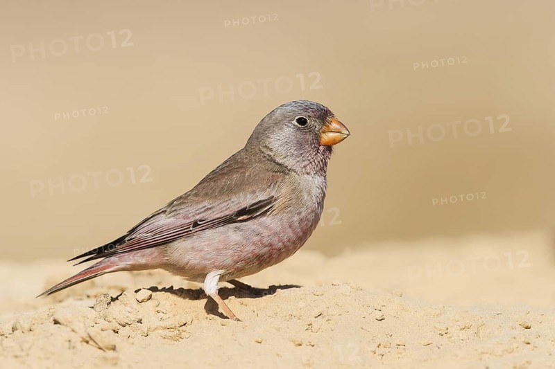 Trumpeter Finch (Bucanetes githagineus) male, Negev, Israel
