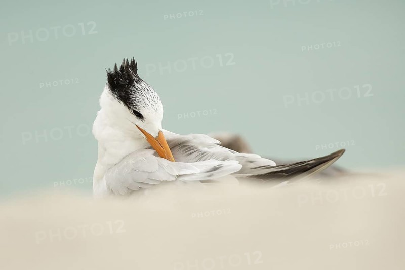 Royal Tern (Thalasseus maximus) preening, Florida, USA