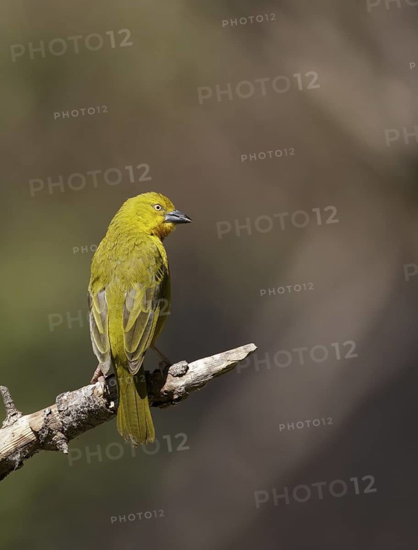 Holub's Golden Weaver (Ploceus xanthops), Chobe, Botswana