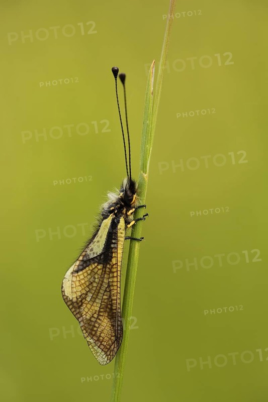 Dragonfly butterfly (Libelloides coccajus), nature photography, Badberg, Kaiserstuhl, Breisgau, Baden-Württemberg, Germany