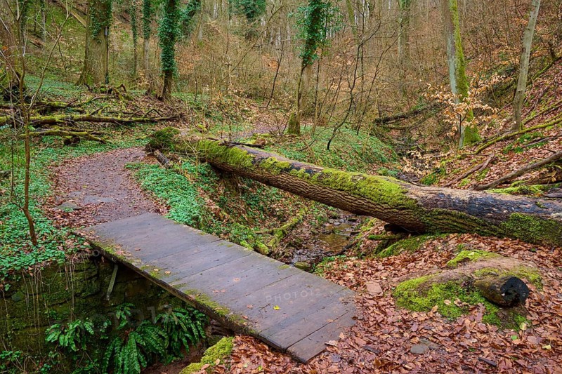 A small wooden walkway leads over a stream, surrounded by autumn leaves in the forest, Seltenbach Gorge, Klingenberg am Main, Churfranken, Untermain, Main, Bavaria, Germany