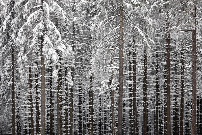Winter landscape, snowy trees and branches