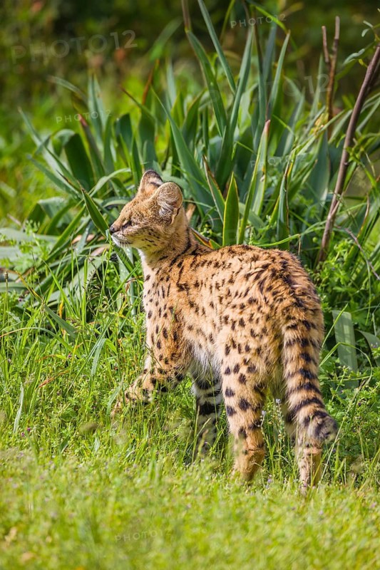 A serval, Leptailurus serval, stands on a green meadow on a sunny day