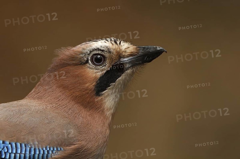 Eurasian Jay (Garrulus glandarius), Utrecht, Netherlands