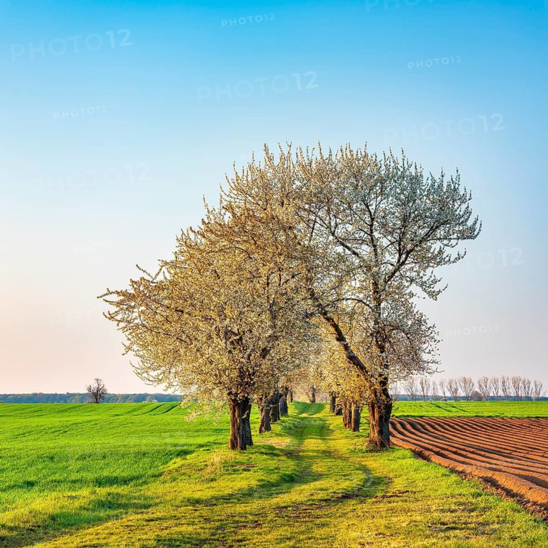 A dirt road leads through a cherry alley with blooming cherry trees in spring, field landscape with green fields in morning light, Burgenlandkreis, Saxony-Anhalt, Germany