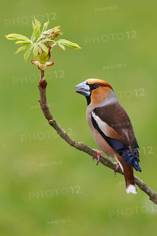 Hawfinch (Coccothraustes coccothraustes), Berlin, Germany