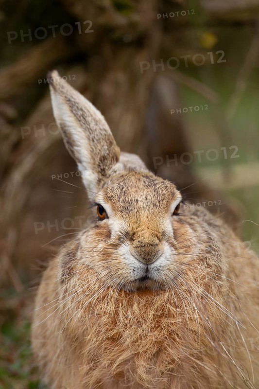 European brown hare (Lepus europaeus) adult animal head portrait, England, United Kingdom