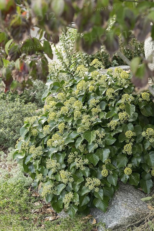 Shrub ivy (Hedera helix 'Arbori Compact'), An den Dorfwiesen 9, Germany