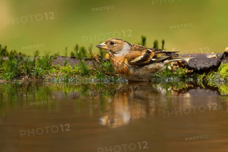 Brambling (Fringilla montifringilla) female, Utrecht, Netherlands