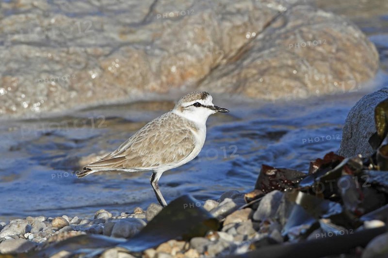 White-fronted Plover (Charadrius marginatus), Western Cape, South Africa