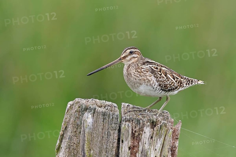 Snipe (Gallinago gallinago), standing on fence posts of a pasture, on moorland, snipe birds, wildlife, nature photography, Ochsenmoor, Naturpark Dümmer See, Hüde, Lower Saxony, Germany