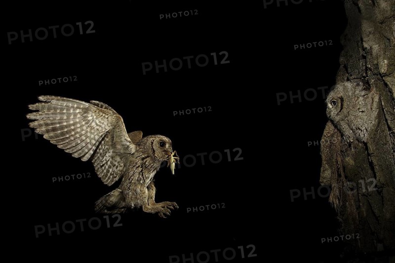 Assiolo (Otus scops) con pulcino