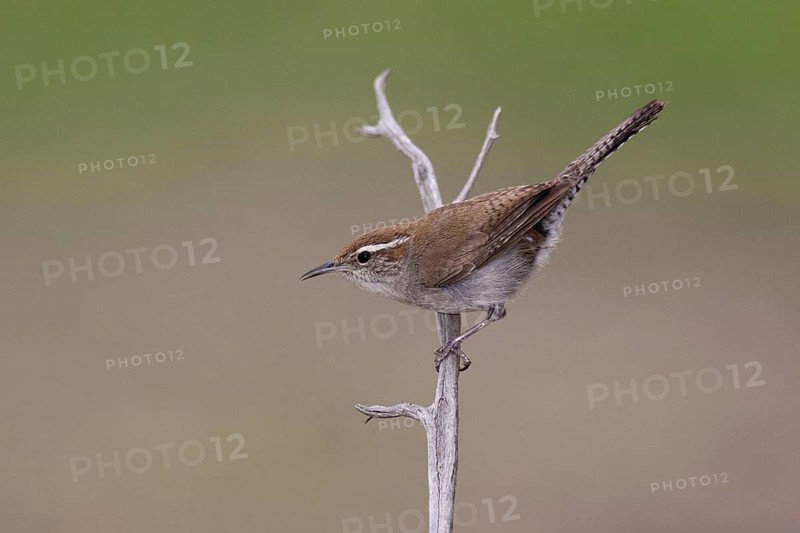 Bewick's Wren (Thryomanes bewickii), Texas, USA