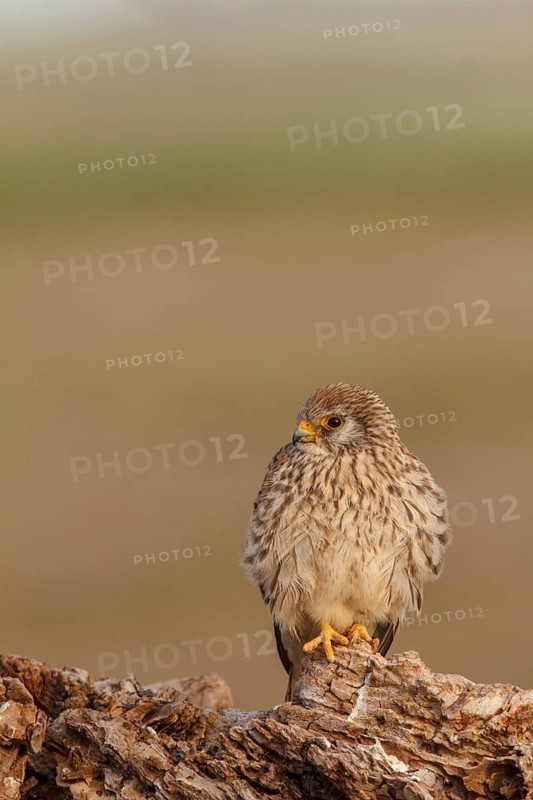 Lesser Kestrel (Falco naumanni), female resting, Castile-La Mancha, Spain