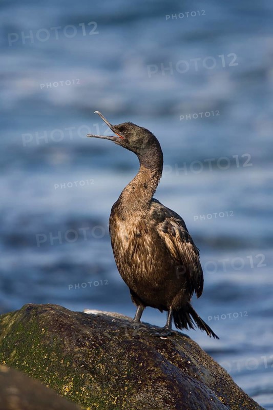 Pelagic Cormorant Phalacrocorax pelagicus Marina del Rey, California, United States 3 April Adult winter plumage. PHALACROCORACIDAE