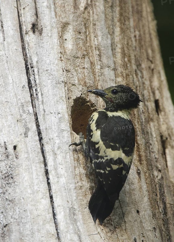 Black-and-buff Woodpecker (Meiglyptes jugularis) male at breeding cavity, Khao Yai, Thailand