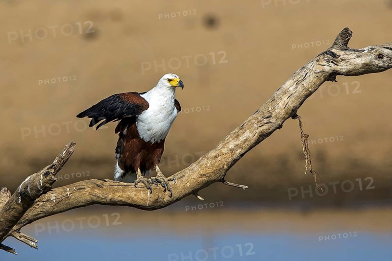 Black eagle (Haliaeetus vocifer), Africa, Zambia
