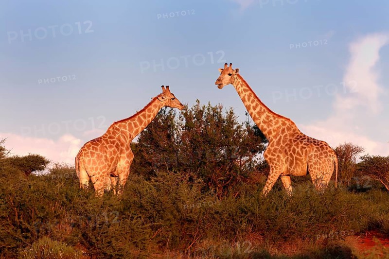 Cape giraffe (Giraffa camelopardalis giraffa), adult, two, foraging, feeding, Mokala National Park, Northern Cape, South Africa